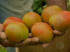 Preço e desenvolvimento do tomate agradam produtores de Minas Gerais