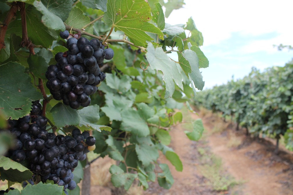 Produ O De Uvas E Vinhos No Vale Do S O Francisco Uma Hist Ria Que Come A Na D Cada De