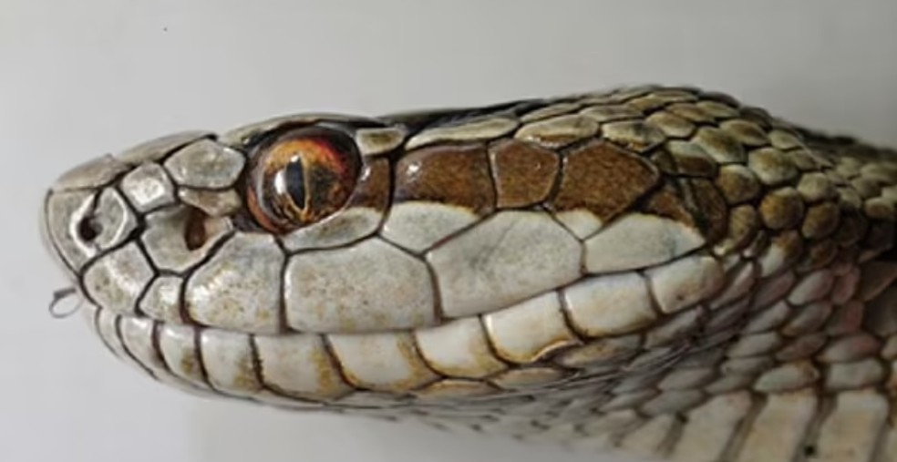 Faixa que se estende pelo corpo todo da nova espécie começa na lateral da cabeça — Foto: ZooKeys