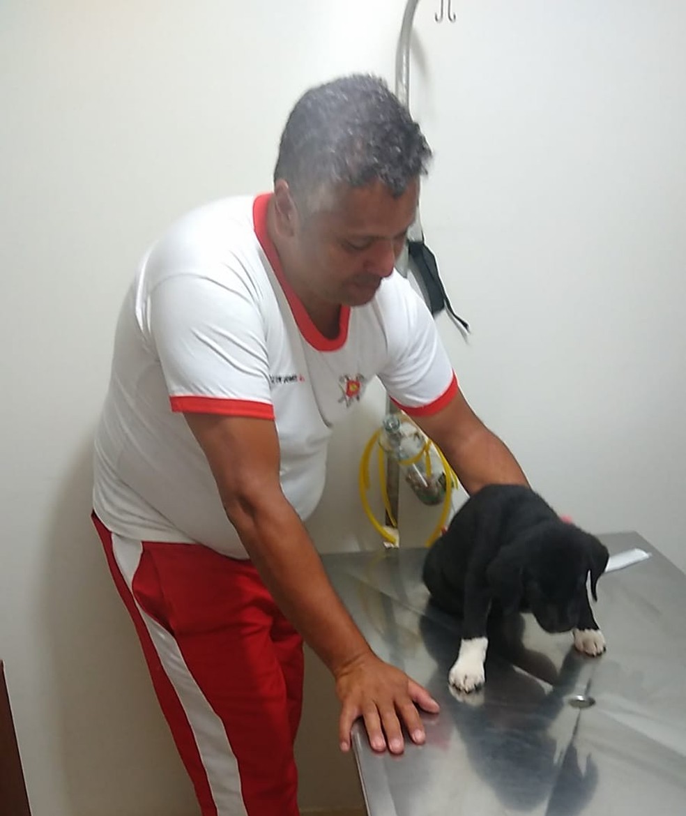 Militar do Corpo de Bombeiros do DF levou filhote de labrador atropelado para clínica veterinária — Foto: Arquivo pessoal