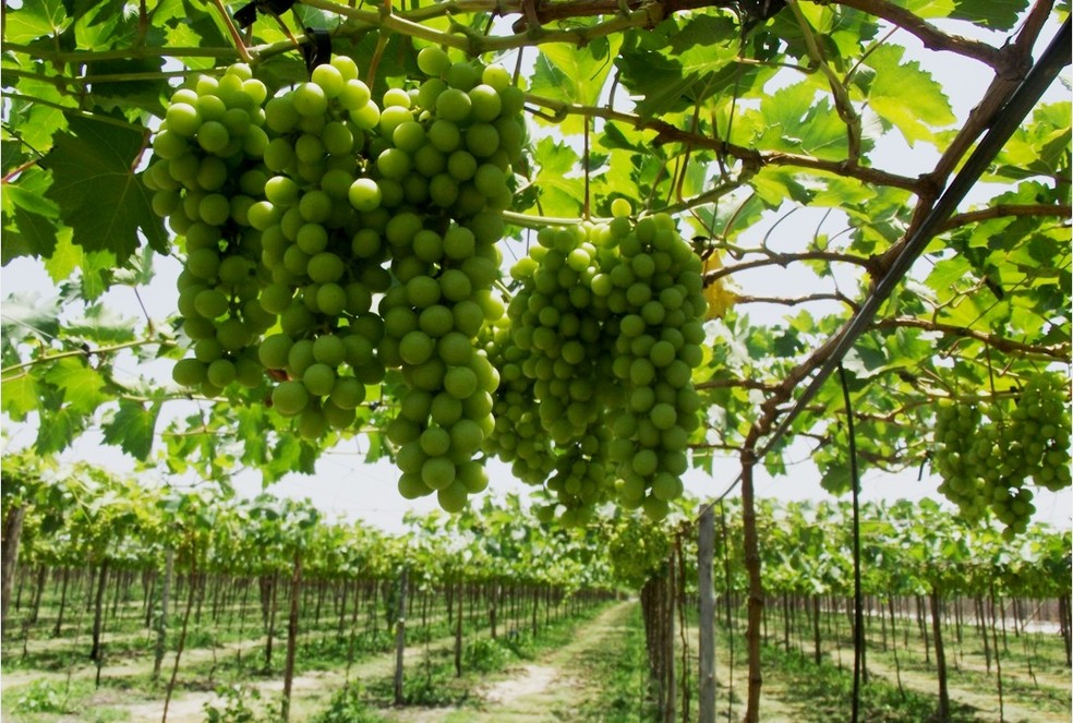 Lavouras permanentes, como o cultivo de uvas, alavancou crescimento do setor de agropecuária em Pernambuco no ano de 2019 — Foto: Agência Sebrae/Divulgação