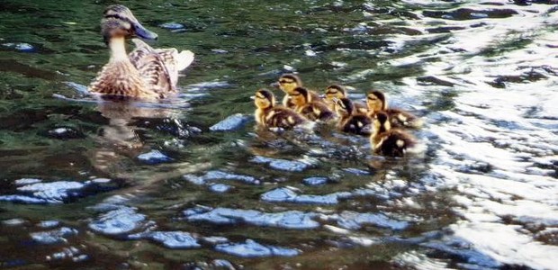 Família de patos reunida após o resgate (Foto: Reprodução)