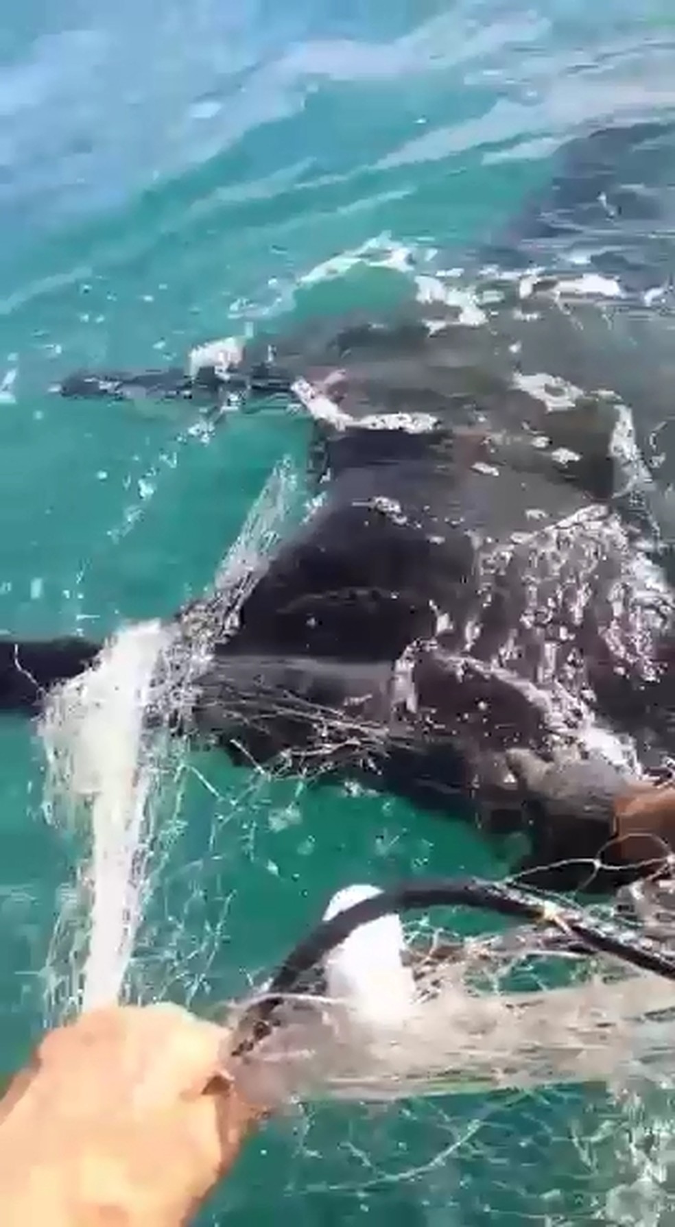 Raia manta ficou presa em rede de pesca em Mongagu&aacute; &mdash; Foto: Reprodu&ccedil;&atilde;o/Juliano Almeida