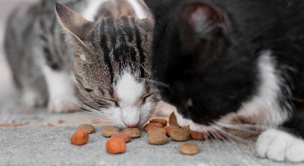 Animais contaminados que compartilham potes ou caixas de areia podem transmitir a doença para gatos saudáveis  — Foto: Freepik/Reprodução