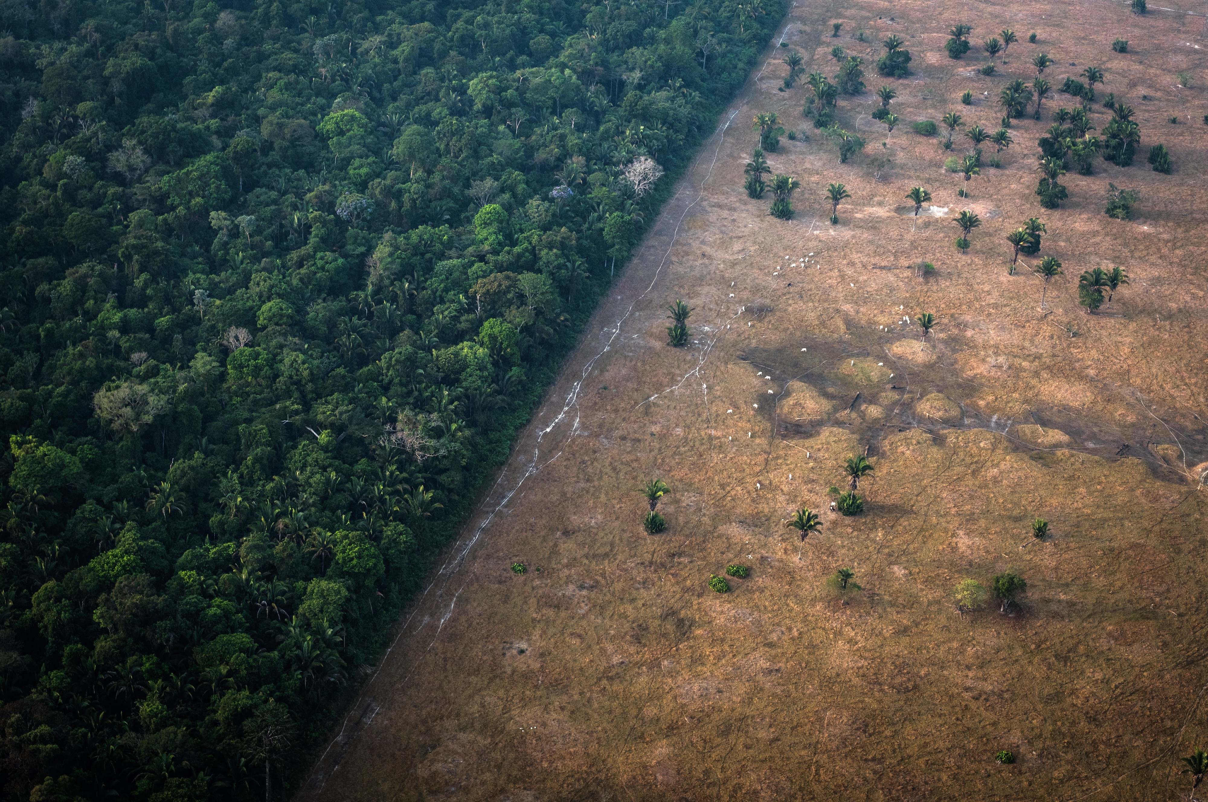 Desmatamento (Foto: Getty Images)