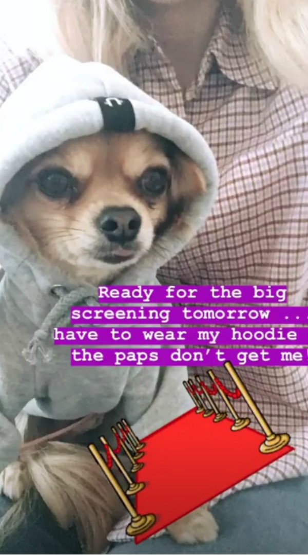 O chihuahua Oscar se preparando para assistir ao seu programa (Foto: Reprodução Instagram)