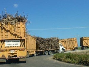 Caminhões transportam toneladas de cana cortadas (Foto: Lúcio Verçoza/Arquivo Pessoal)