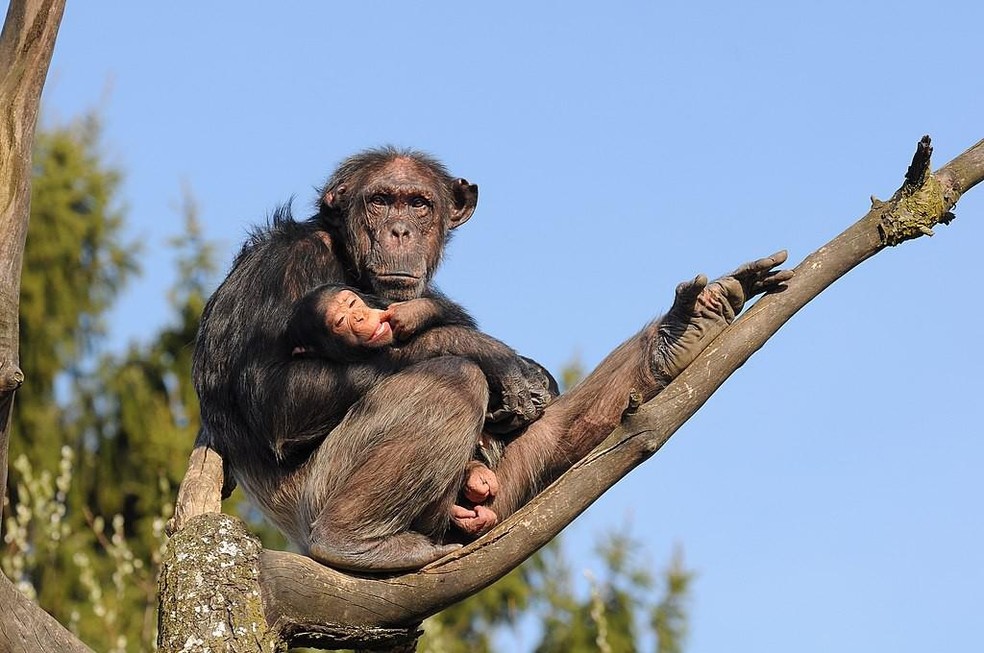 Chimpanzés-comuns — Foto: ( Böhringer Friedrich/ Wikimedia Commons/ CreativeCommons)