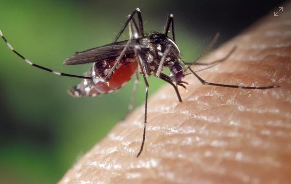 Mosquito da dengue — Foto: Pixabay/Divulgação 