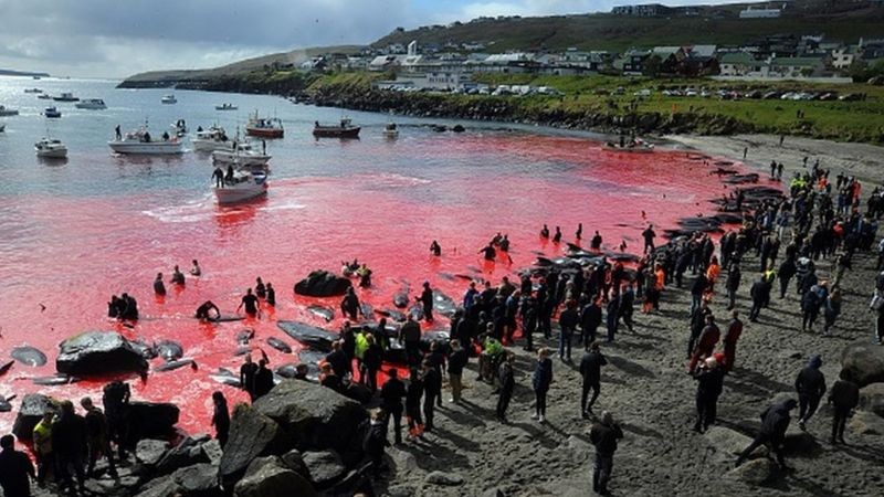 BBC Caça de baleias, como a desta foto em Torshavn em 2019, é organizada pela própria comunidade (Foto: Getty Images via BBC)