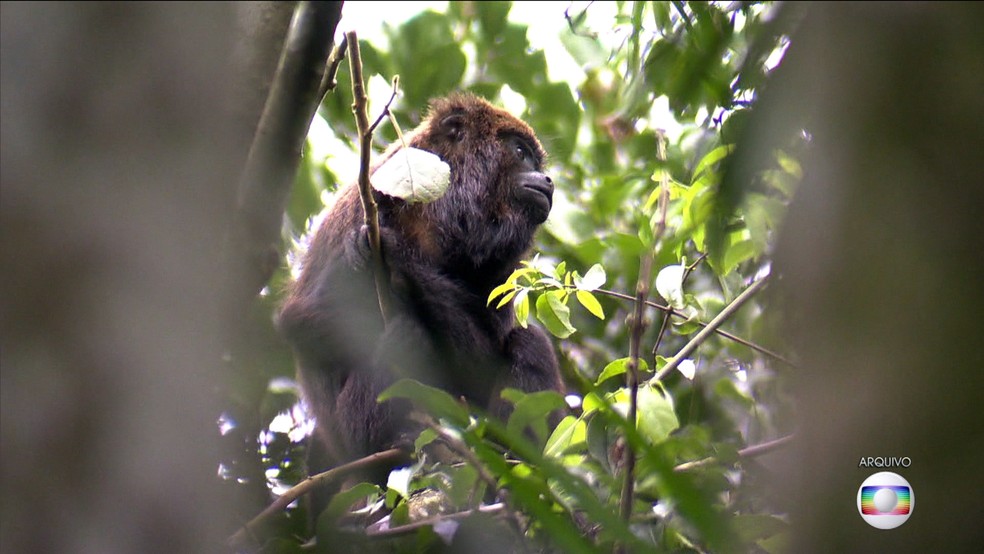Casos em primatas em São Paulo foram os primeiros avisos para a transmissão  (Foto: Reprodução/TV Globo)