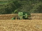 Lavouras de milho registram boa produtividade no Paraná
