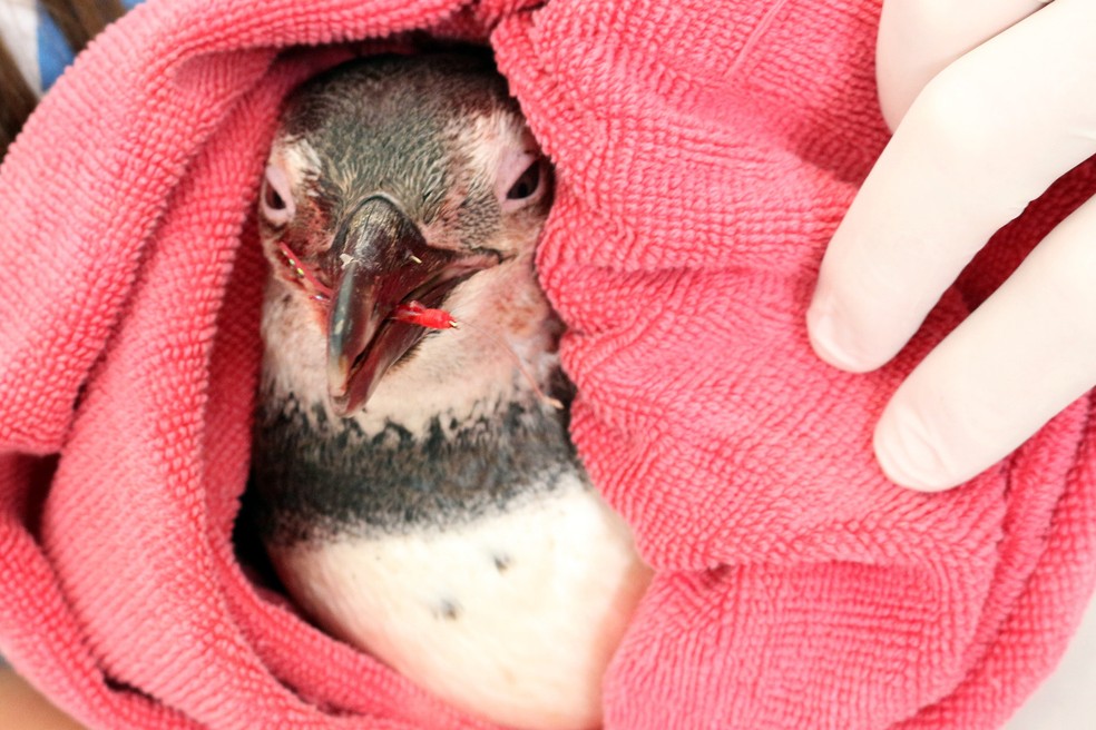 Pinguim-de-MagalhÃ£es com ferimento provocado por anzol no bico â€” Foto: Emanuel Ferreira/DivulgaÃ§Ã£o