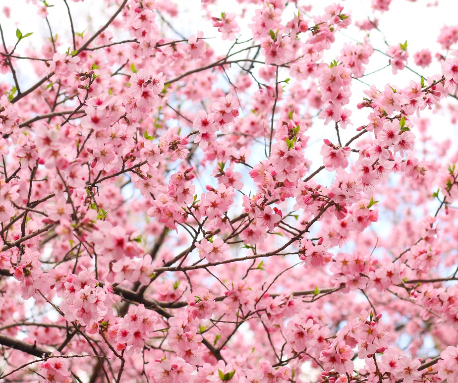 As flores das cerejeiras Somei yoshino, variedade mais comum no Japão, são rosas e delicadas