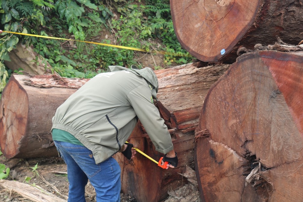 Toras são encontradas em madeireira que não tinha documentação para funcionar em Manicoré — Foto: Divulgação