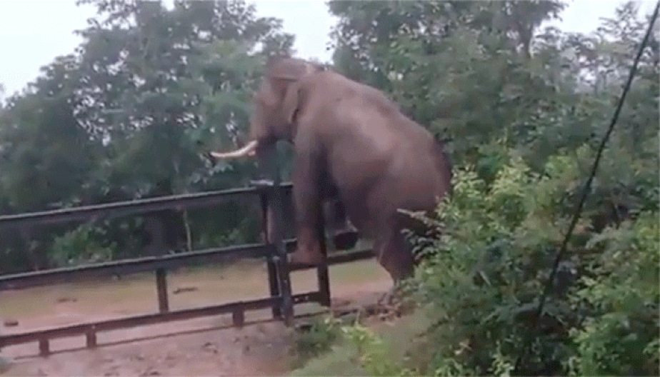 Elefante pulando a cerca na Índia
