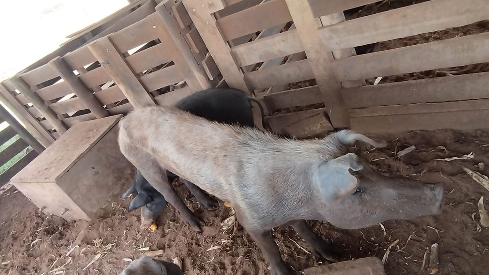 Fiscalização constatou maus-tratos a porcas em Presidente Bernardes (SP) — Foto: Polícia Militar Ambiental