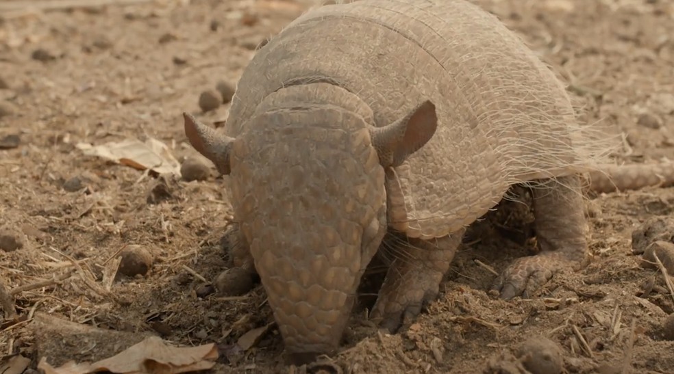 Com sede, tatu procura água em terra seca  — Foto: Desse Godoi/ Sesc Pantanal