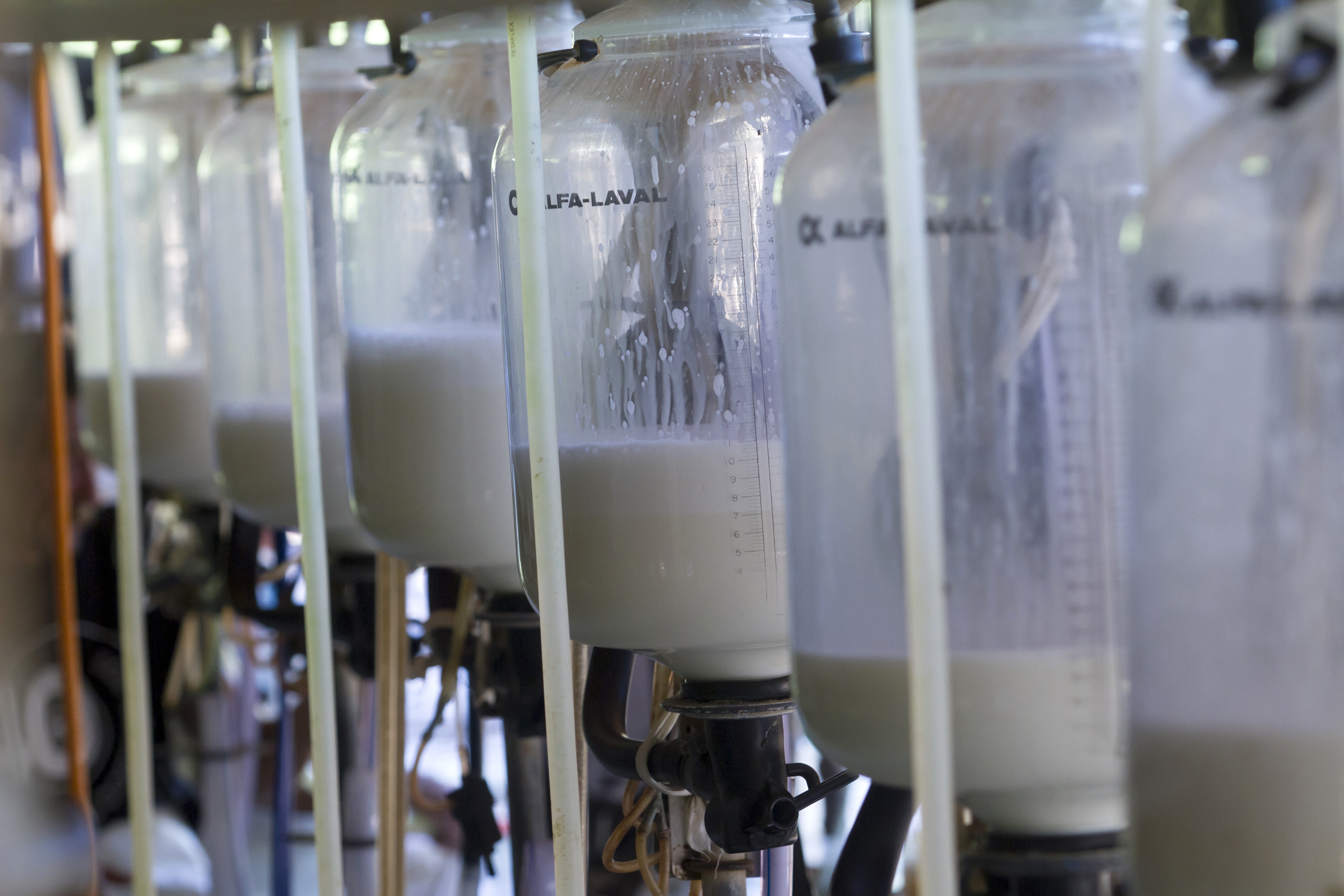 leite (Foto: Rogério Albuquerque)