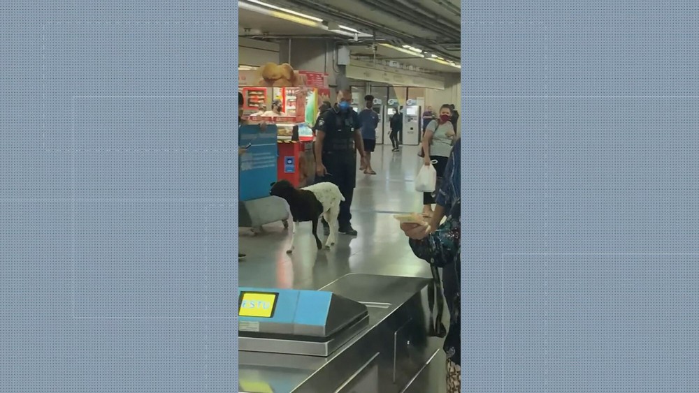 Passageira flagra carneiro em estação da Linha 3Vermelha