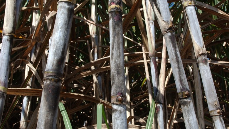 cana_acucar_etanol (Foto: Ernesto de Souza)