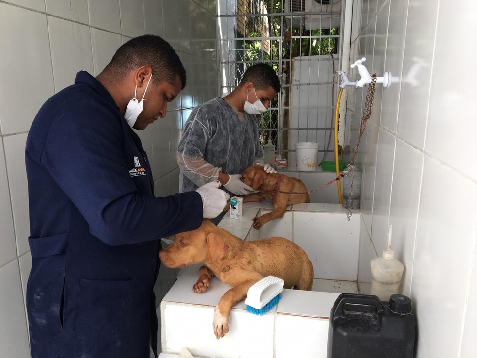 Cachorros recebem atendimento em cl&iacute;nica veterin&aacute;ria em Natal, nesta segunda (27), ap&oacute;s serem resgatados &mdash; Foto: Qu&eacute;zia Oliveira/Inter TV Cabugi