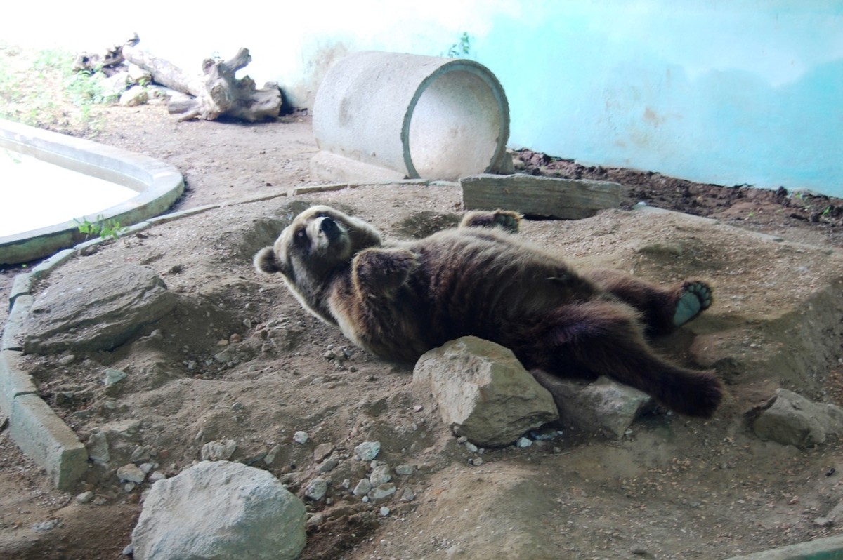 Resultado de imagem para Ursos siberianos no CearÃ¡