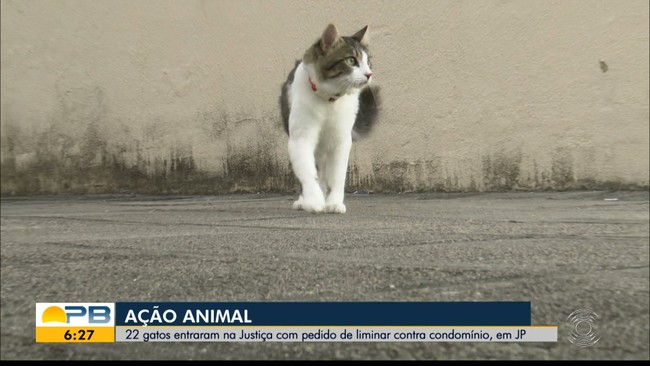 22 gatos entraram na justiça contra um condomínio, em João Pessoa