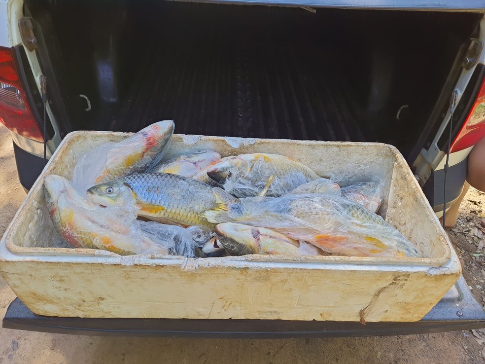 Mais de 11 quilos de peixes foram doados — Foto: Polícia Ambiental