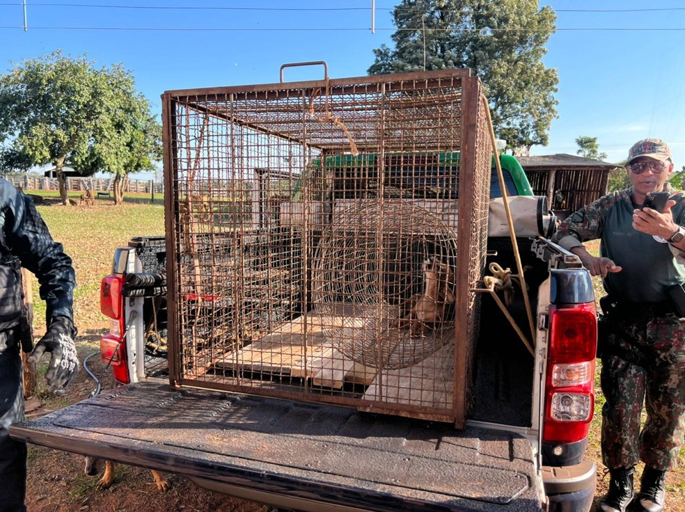 O animal foi resgatado em Iguatemi — Foto: Reprodução/PMA