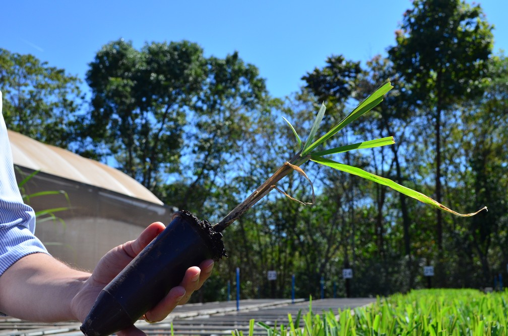 O processo de produção de muda demora 90 dias — Foto: Raquel Baes/G1