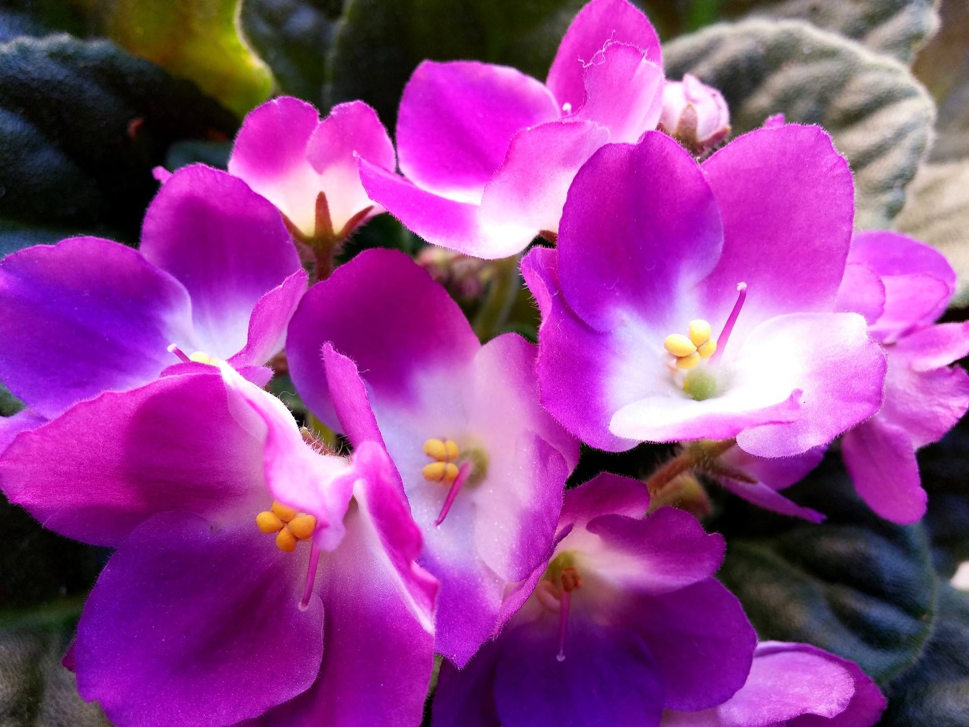 A violeta africana é uma das variedades mais comuns no mercado brasileiro (Foto: Pixabay / Creative Commons)