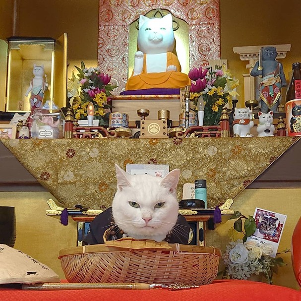 Estamos Apaixonadas Por Este Templo Felino No Japao Revista Glamour Lifestyle