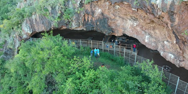 Os rizomas de uma planta foram encontrados cozidos, dentro de uma caverna na África do Sul (Foto: Universidade de Witwatersrand de Joanesburgo)