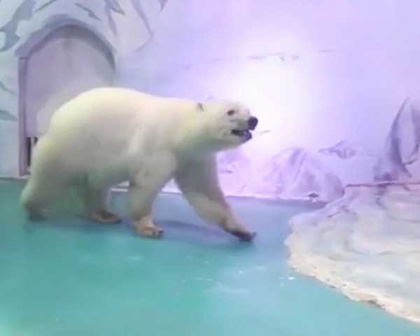 Pizza, o urso polar mais triste do mundo (Foto: Reprodução)