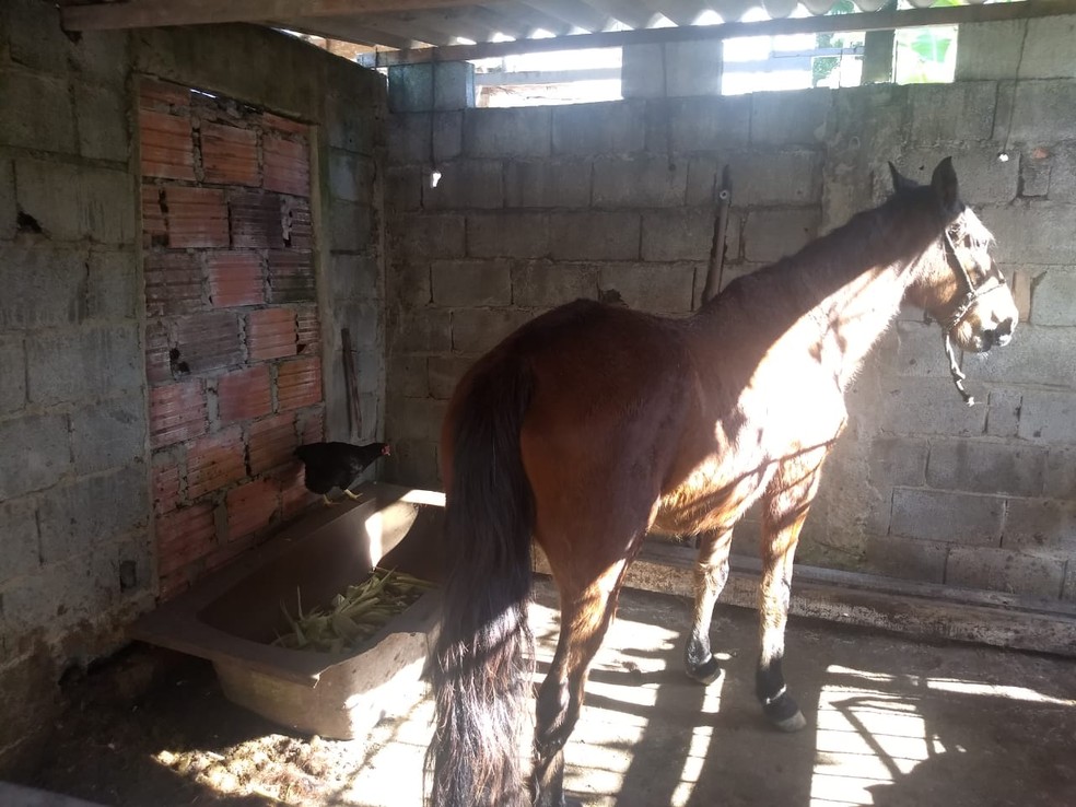 Segundo a polícia, todos os 61 animais estavam em condições de maus-tratos — Foto: Divulgação