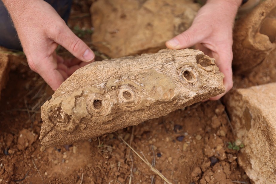 Fóssil da Austrália pode ser 'pedra da Roseta' da paleontologia marinha