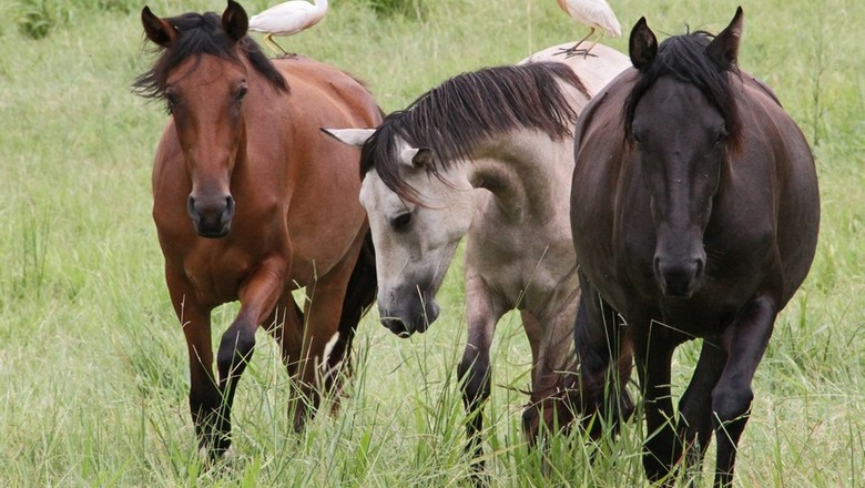 Dia De Campo Foca No Bem Estar Do Cavalo Revista Globo Rural Sebastiao Nascimento Read 14 from the story cavalos selvagens em campos de vírgulas by dauribatisti (dauri batisti) with 13 reads., ele voltou para casa calado , e você também calo. revista globo rural