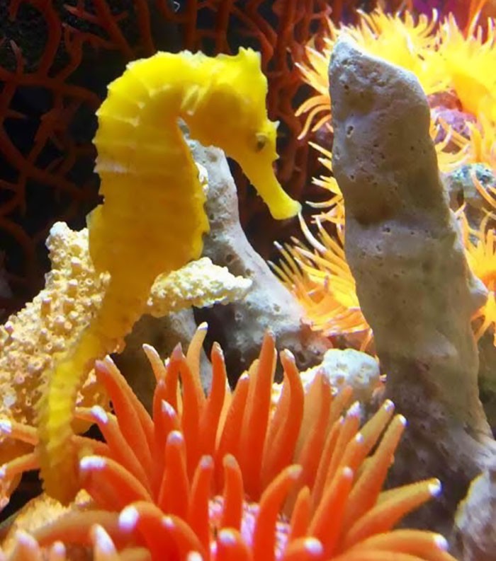  (Foto: Clearwater Marine Aquarium)
