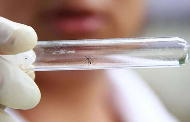 Mosquitos Aedes aegypti são vistos em tubo em laboratório que estuda vacina contra zika. O mosquito também é transmissor de dengue e febre chikungunya (Foto: Valery Hache/AFP/Getty Images)