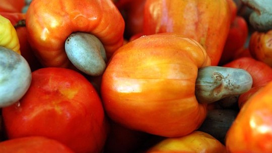 Foto: (Fred Veras/Sebrae)