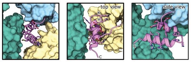 Entenda como o Sars-CoV-2 inibe a síntese de proteínas das células. Acima: interações moleculares entre Nsp1 e o ribossomo (Foto: Science)