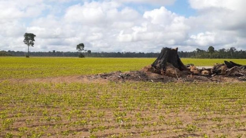 Tentativa de implantação de polo industrial em Belterra favoreceu a expansão da soja — Foto: Gabriel Siqueira/BBC