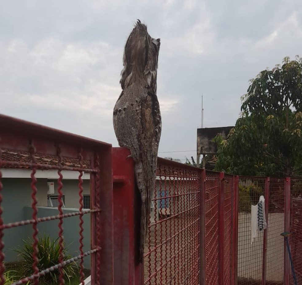 Urutau é flagrado no Samu em Vargem Grande do Sul — Foto: Leandro Cassiano/Arquivo Pessoal