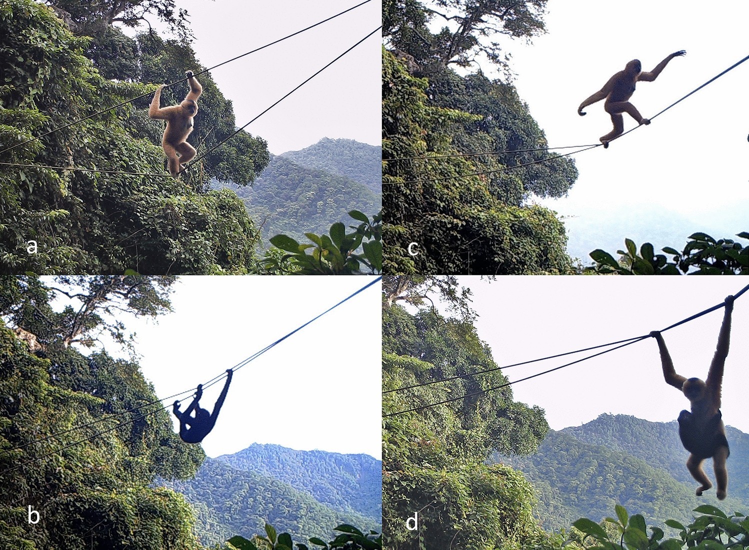 Pontes de corda podem ajudar a salvar os gibões-de-Hainan, espécie de macaco mais rara do mundo (Foto: Kadoorie Farm and Botanic Garden)