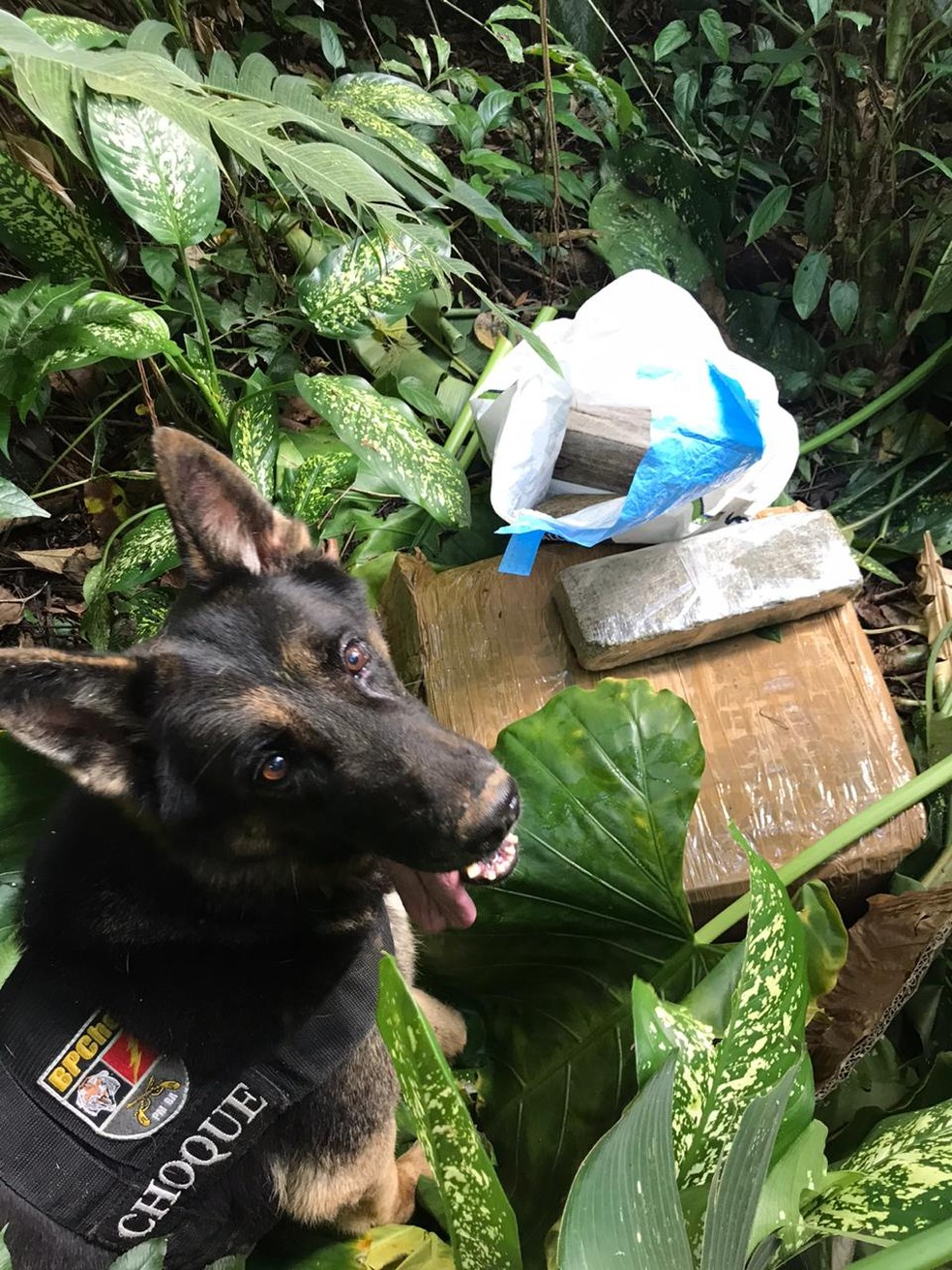 Armas e drogas foram encontradas por cão farejador — Foto: Divulgação / SSP-BA