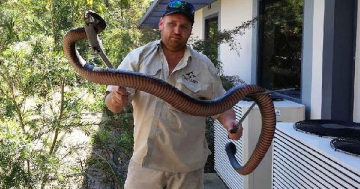 Cobra canibal? Flagra bizarro mostra serpente venenosa devorando