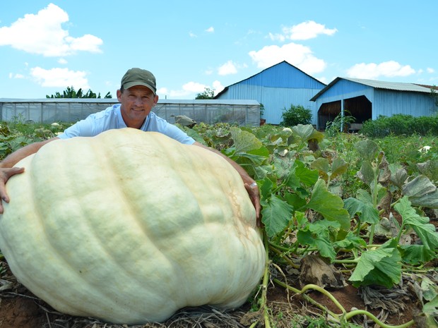 Agricultor apostou que conseguiria produzir abóbora de mais de 200 quilos (Foto: Antonio Luiz Theisen/Arquivo pessoal)