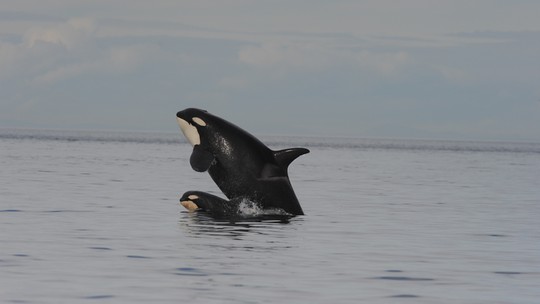 Mães orcas sacrificam sua reprodução para cuidar de filhos machos adultos