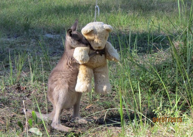 Foto de canguru órfão abraçando ursinho de pelúcia vira hit na web (Foto: Reprodução/Twitter/Tim Beshara)